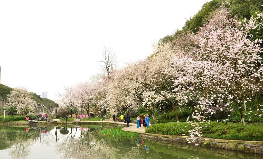 长沙望月公园山樱花开啦，来邂逅春日浪漫