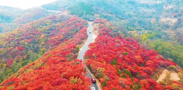 一路由北向南，中国7个红叶最佳打卡地和欣赏时间、十月下旬至十一月中旬是属于淄博的。