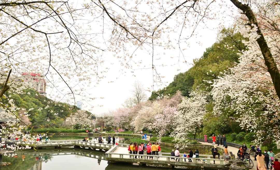 长沙望月公园山樱花开啦，来邂逅春日浪漫