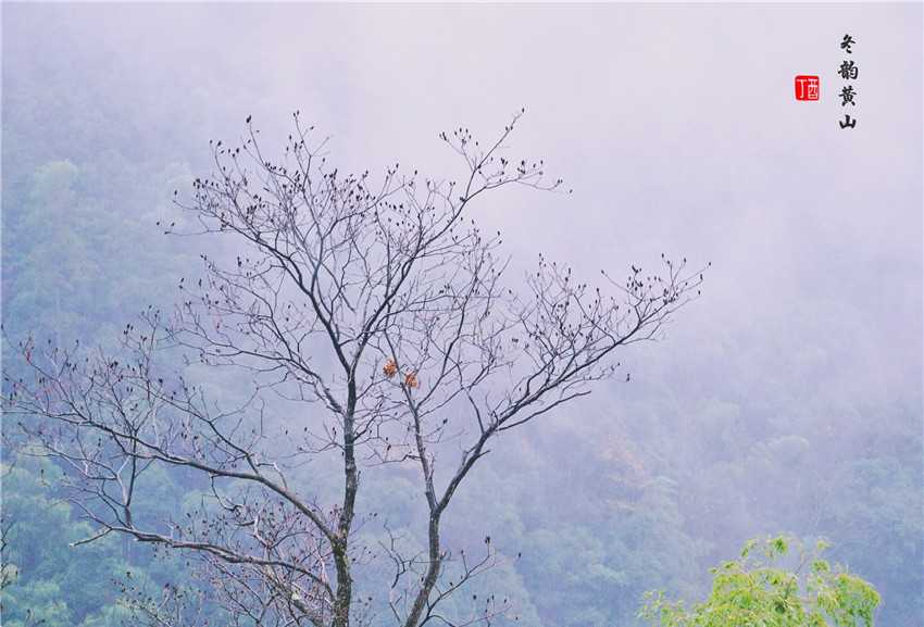 如今的黄山有了第五绝，也是黄山最美的季节