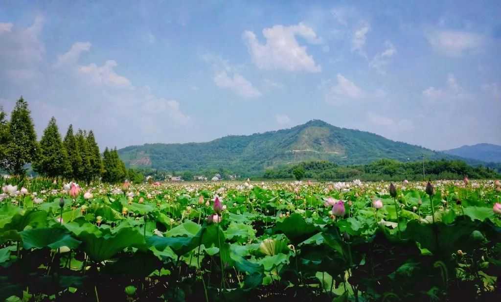 池州藏最新原生态避暑地，荷花海石海瀑布禅寺，不知名无门票却美