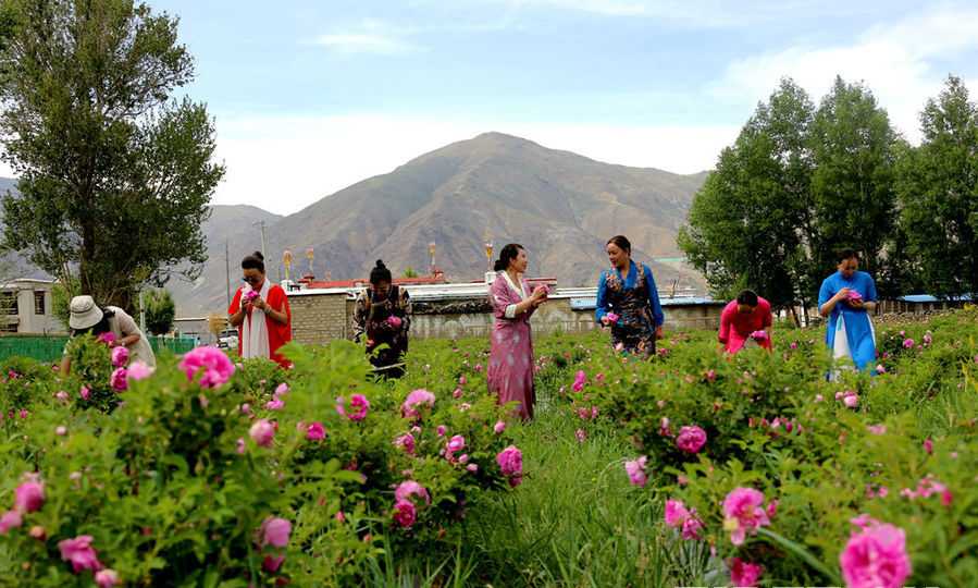 西藏拉萨：藏不住了！有一片“花海”等你来打卡